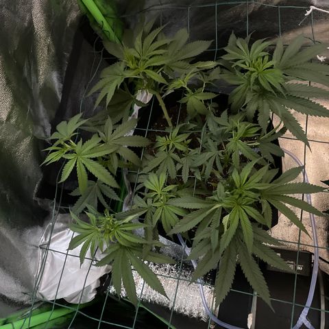 GDP #3 Gen 1 growlog timeline photo