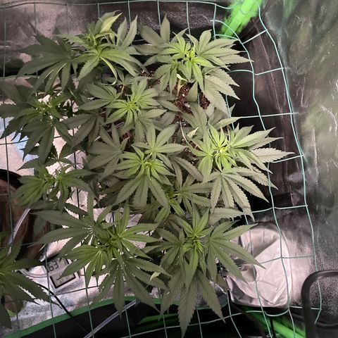 GDP #2, Gen 1 growlog timeline photo