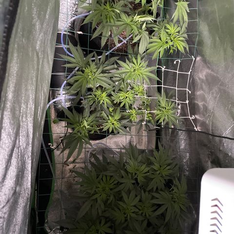 GDP #2, Gen 1 growlog timeline photo
