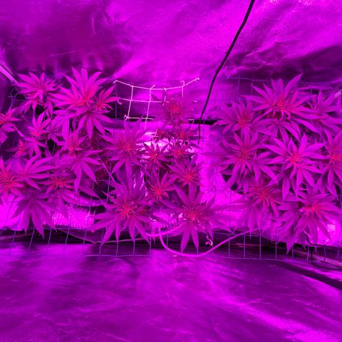 GDP Mother growlog photo: Some pistil growth but still low. Canopy has filled in, with defoliation still required. Almost all lower branches trimmed 