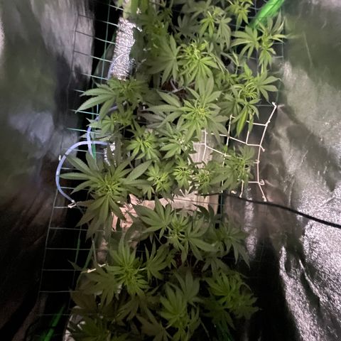 GDP Mother growlog photo: Lots of training and defoliation final round as the plant begins to flower
