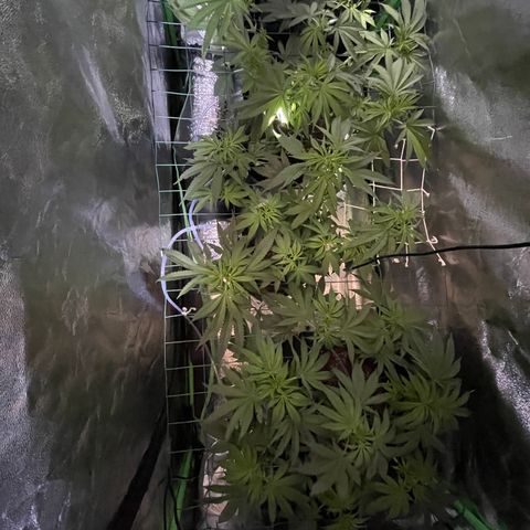 GDP Mother growlog timeline photo