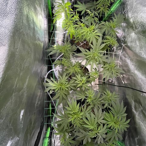 GDP Mother growlog timeline photo