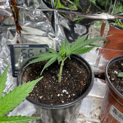 GDP Mother growlog photo: Transplanted after large root structure discovered