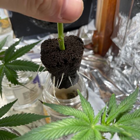 GDP Mother growlog timeline photo