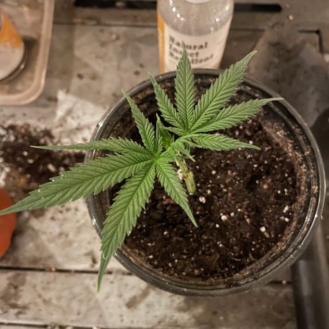GDP Mother growlog timeline photo