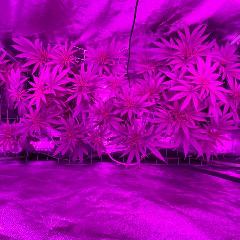 GDP Mother growlog timeline photo