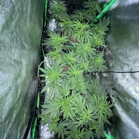 GDP Mother growlog timeline photo