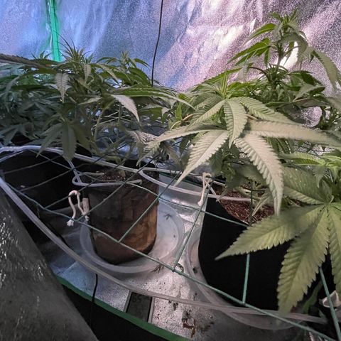 GDP Mother growlog timeline photo