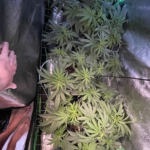 GDP Mother growlog timeline photo