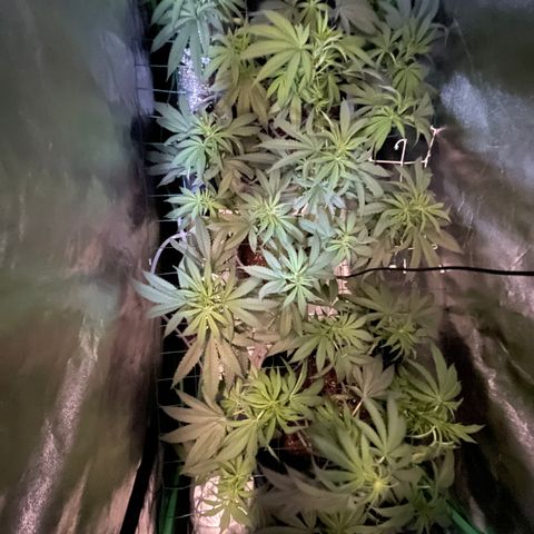 GDP Mother growlog timeline photo