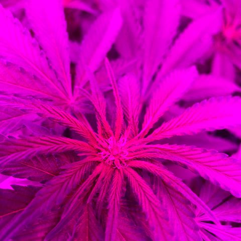 GDP Mother growlog timeline photo