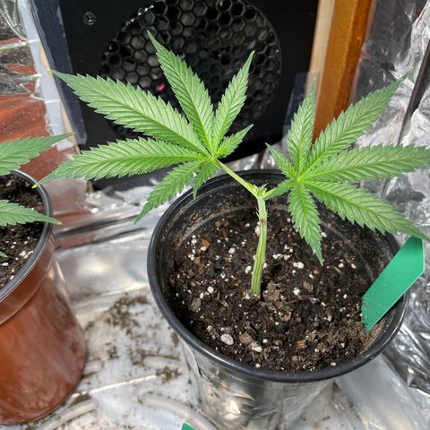 GDP Mother growlog timeline photo