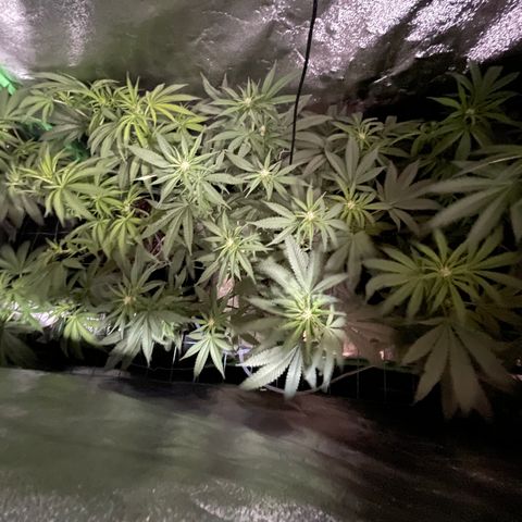 GDP Mother growlog photo: Gorgeous scrog in full bloom