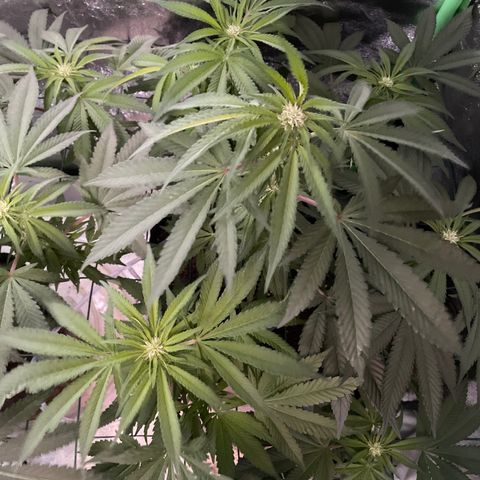 GDP #2, Gen 1 growlog timeline photo