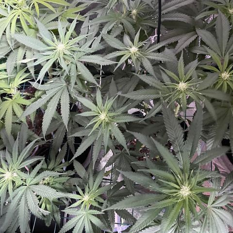 GDP #1 Gen 1  growlog timeline photo
