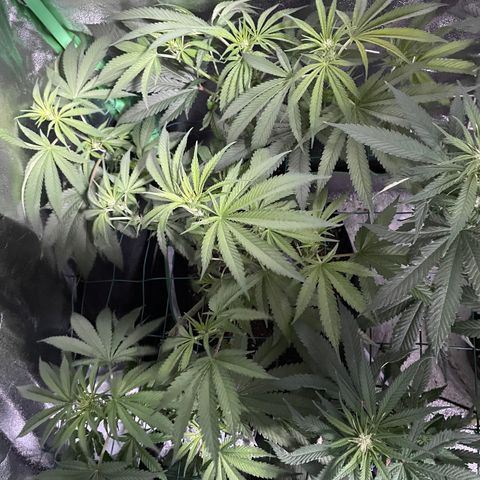 GDP #3 Gen 1 growlog timeline photo