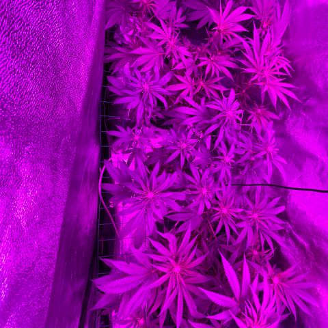 GDP Mother growlog timeline photo