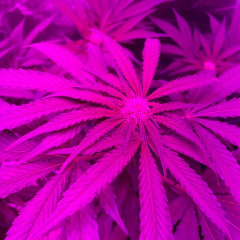GDP Mother growlog timeline photo