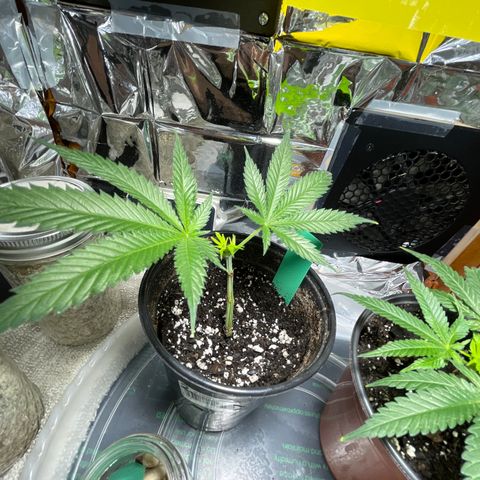 GDP Mother growlog photo: Successfully topped clone has two healthy nodes sprouting 