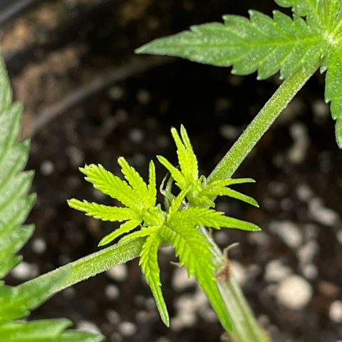 GDP Mother growlog photo: Successfully topped clone has two healthy nodes sprouting 