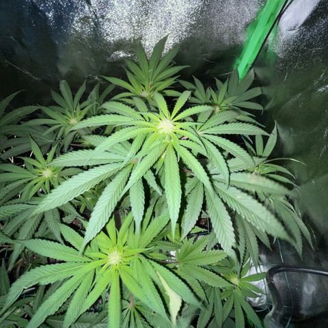 GDP Mother growlog timeline photo