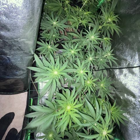 GDP Mother growlog timeline photo