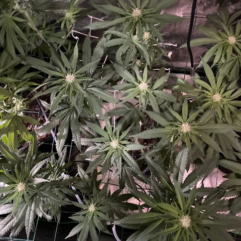 GDP Mother growlog timeline photo