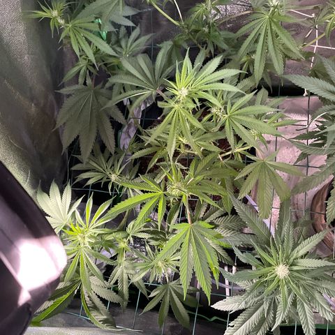 GDP Mother growlog timeline photo