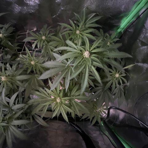 GDP Mother growlog timeline photo