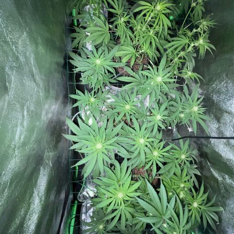 GDP Mother growlog timeline photo
