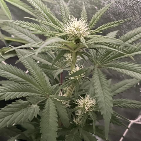 GDP Mother growlog timeline photo