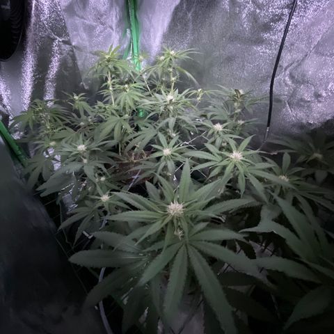 GDP Mother growlog timeline photo