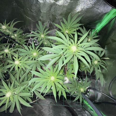 GDP #2, Gen 1 growlog timeline photo