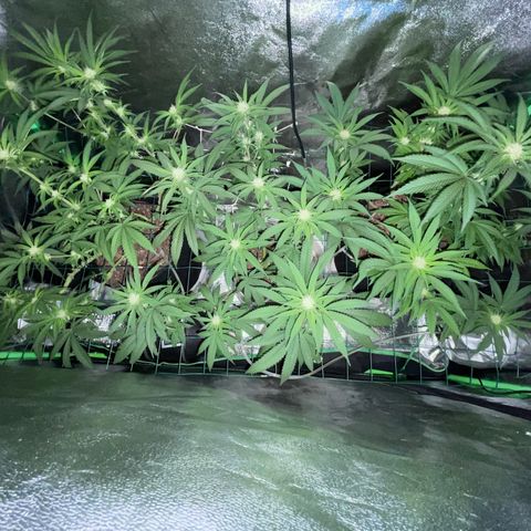GDP Mother growlog timeline photo