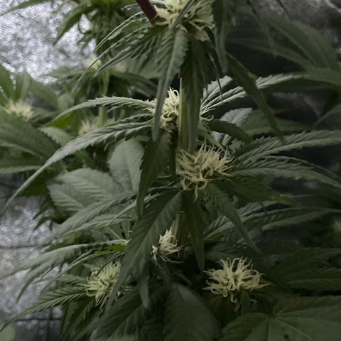 GDP #2, Gen 1 growlog timeline photo