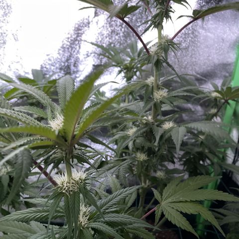 GDP #2, Gen 1 growlog timeline photo