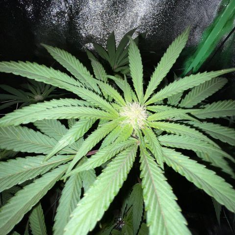 GDP #2, Gen 1 growlog timeline photo
