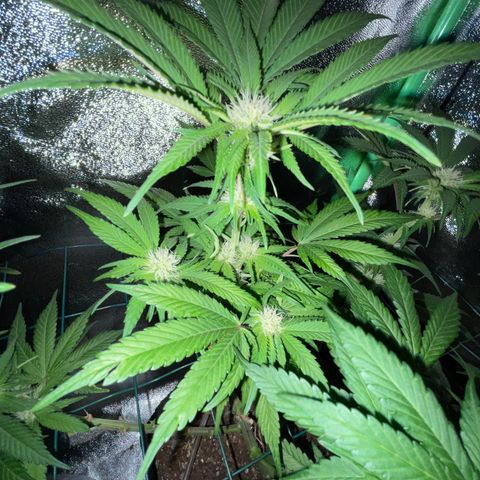 GDP #2, Gen 1 growlog timeline photo