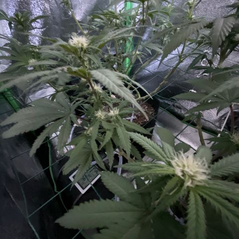 GDP #1 Gen 1  growlog timeline photo