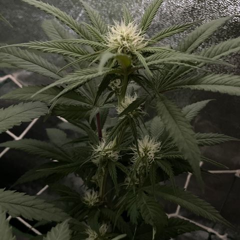 GDP #1 Gen 1  growlog timeline photo