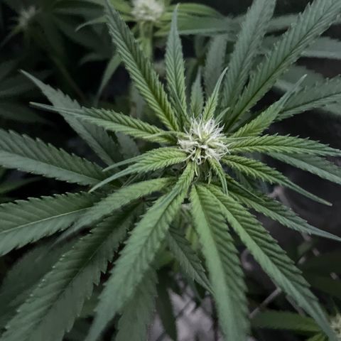 GDP #3 Gen 1 growlog timeline photo