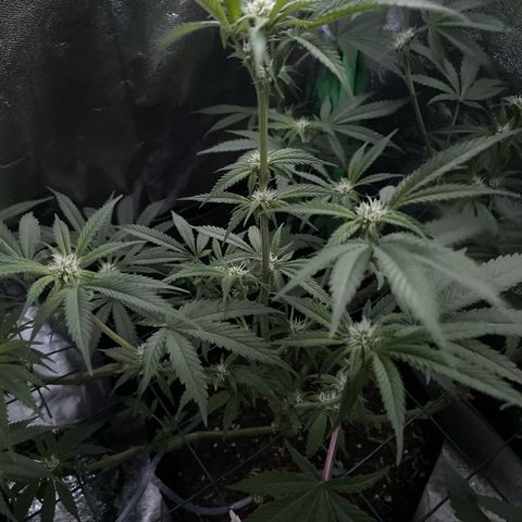 GDP #3 Gen 1 growlog timeline photo