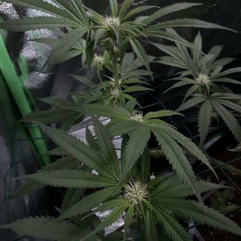GDP #3 Gen 1 growlog timeline photo