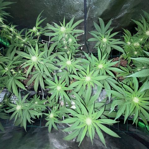 GDP #1 Gen 1  growlog timeline photo