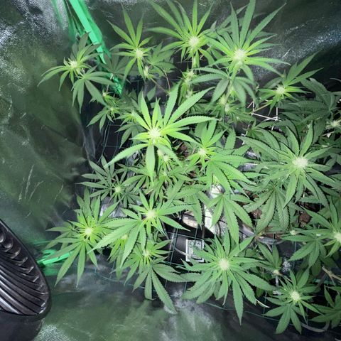 GDP #3 Gen 1 growlog timeline photo