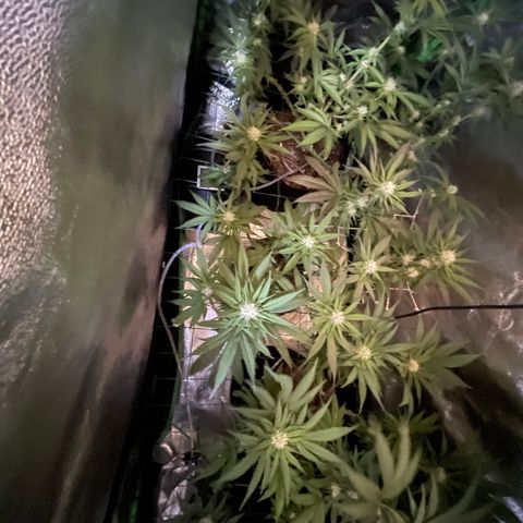 GDP Mother growlog timeline photo