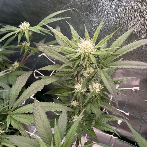 GDP #1 Gen 1  growlog timeline photo