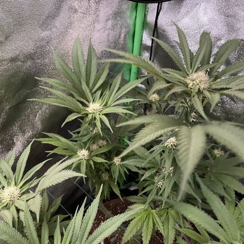 GDP #2, Gen 1 growlog timeline photo