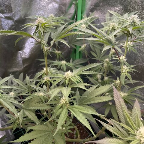 GDP #3 Gen 1 growlog timeline photo